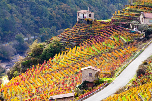 Best Places to Travel for Wine Tourism-Traveling With Wine, and Bringing it Home